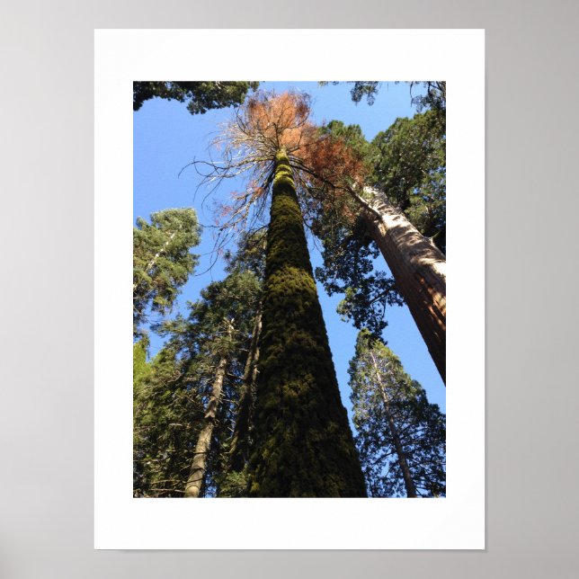 Tall Trees in Yosemite Valley Colour Photography  Poster (Front)