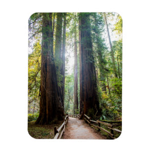 Tall Trees Magnet