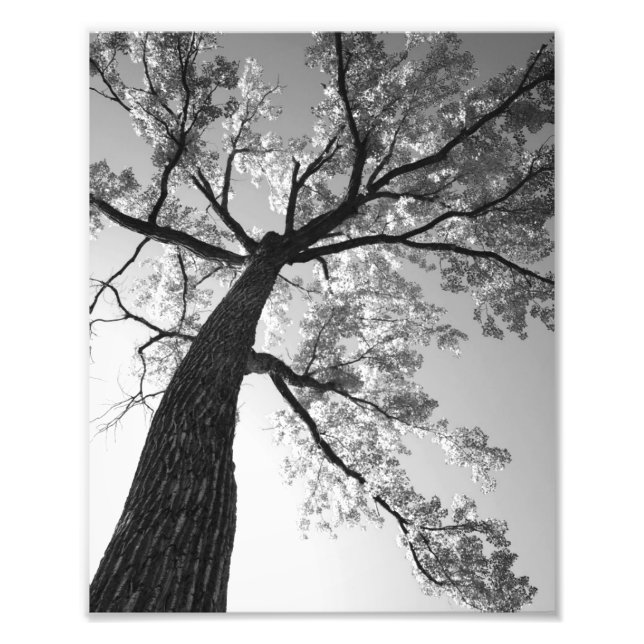 Tallest Tree Photo Print (Front)