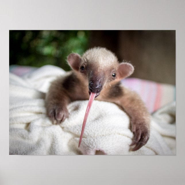 Tamandua Poster (Front)