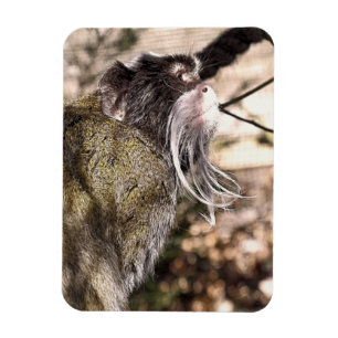 TAMARIN MONKEY MAGNET