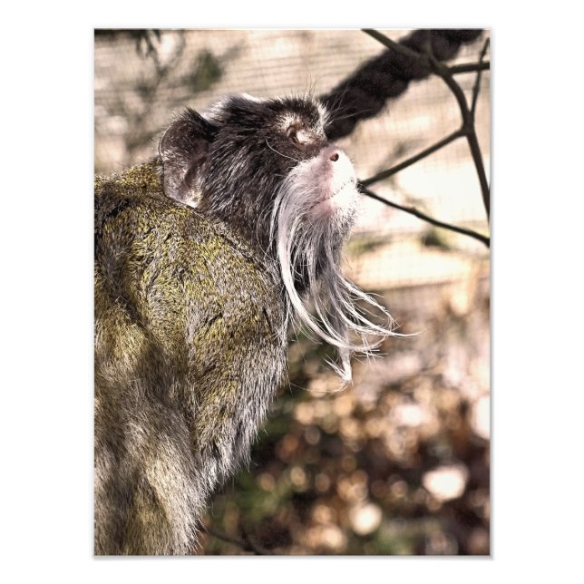 TAMARIN MONKEY  PHOTO PRINT (Front)