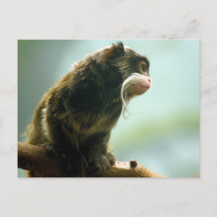 Tamarin Monkey Postcard