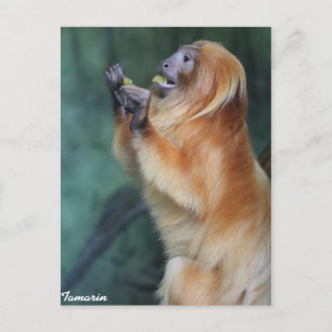 Tamarin Monkey Postcard