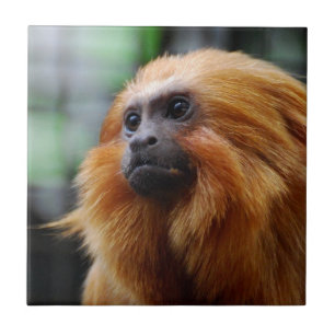 Tamarin Monkey Tile