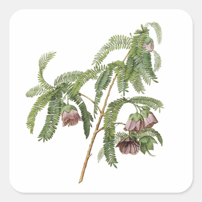 tamarind flower by Redouté Square Sticker (Front)