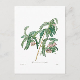 Tamarind Flower Postcard