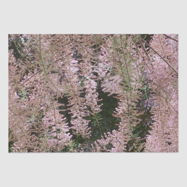 Tamarisk Blossom Tissue Paper (Front)