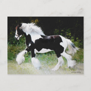 "Tamlin" Gypsy Vanner Postcard