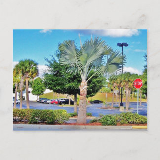 Tampa-Florida Postcard