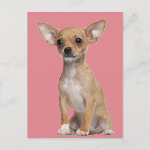 Tan and White Chihuahua Postcard
