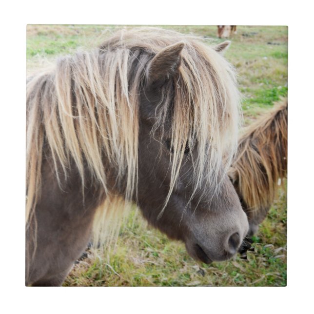 Tan Colored Shetland Pony, Tile (Front)