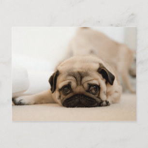 Tan Female Pug Postcard