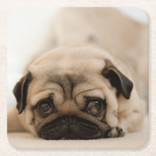 Tan Female Pug Square Paper Coaster