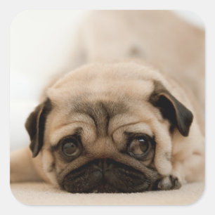 Tan Female Pug Square Sticker