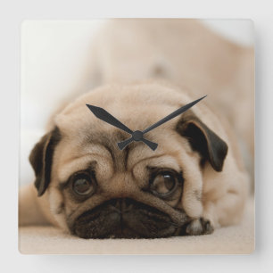 Tan Female Pug Square Wall Clock