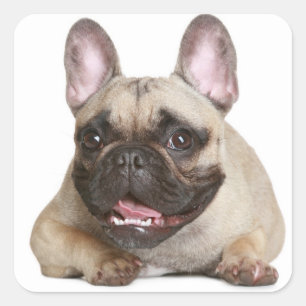 Tan French Bulldog Brown / Black Puppy Dog Square Sticker