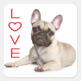 Tan French Bulldog Puppy Dog Red Love Square Sticker