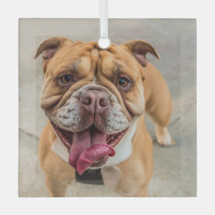 Tan Happy Dog Photo Glass Tree Decoration