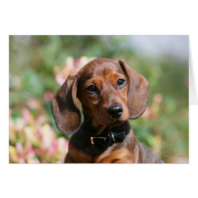 Tan Miniture Dachshund (Front Horizontal)