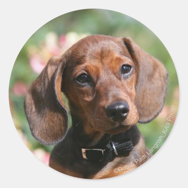 Tan Miniture Dachshund Classic Round Sticker (Front)