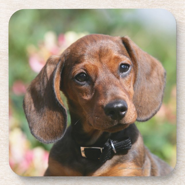 Tan Miniture Dachshund Coaster (Front)