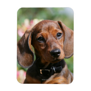 Tan Miniture Dachshund Magnet