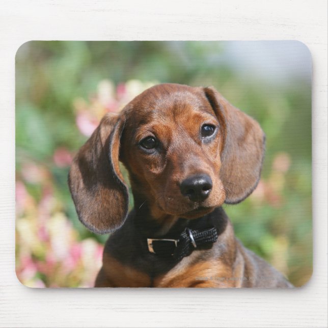 Tan Miniture Dachshund Mouse Mat (Front)