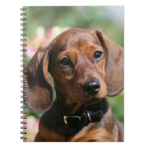 Tan Miniture Dachshund Notebook