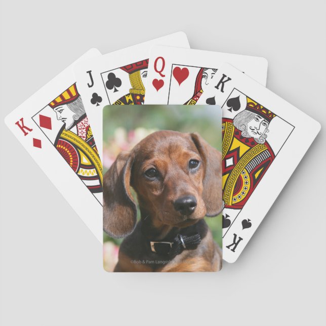 Tan Miniture Dachshund Playing Cards (Back)