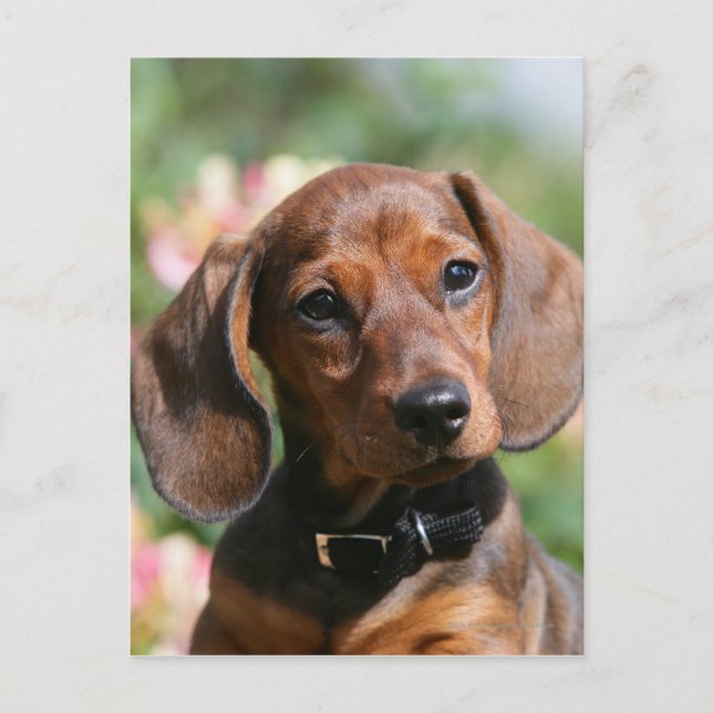 Tan Miniture Dachshund Postcard (Front)