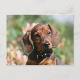 Tan Miniture Dachshund Postcard