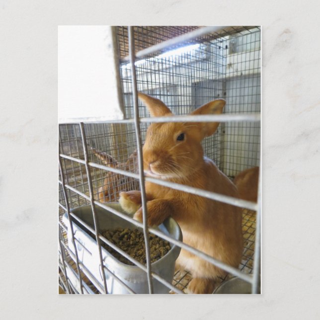 Tan Rabbit Postcard (Front)