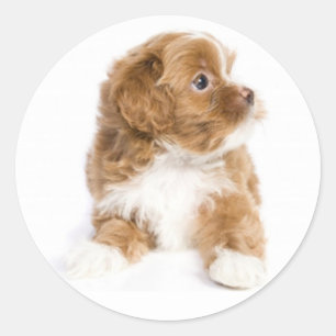 Tan & White Havanese Puppy Dog Sticker