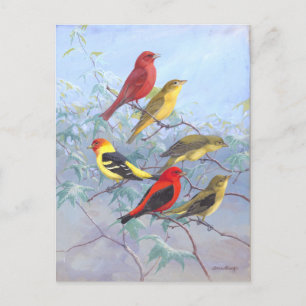 Tanager Vintage Postcard