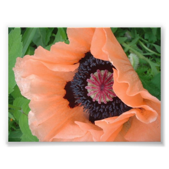 Tangerine coloured poppy photo print (Front)