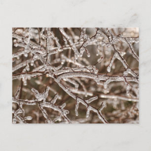 Tangle of Icy Branches Postcard