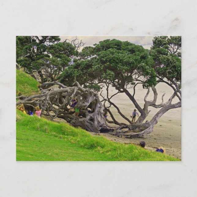 Tangle tree postcard (Front)
