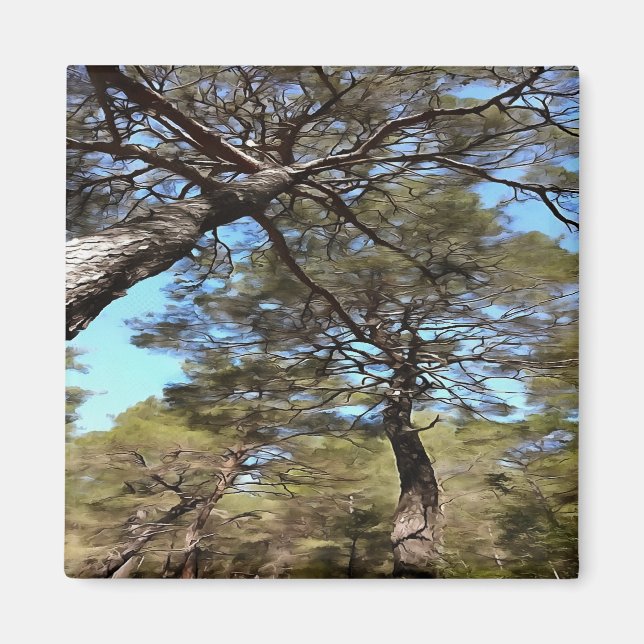 Tangled Branches Of Pine Trees Bizarre Perspective Magnet (Front)