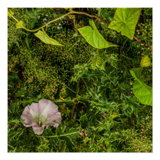 Tangled greenery with pink morning glory flower poster