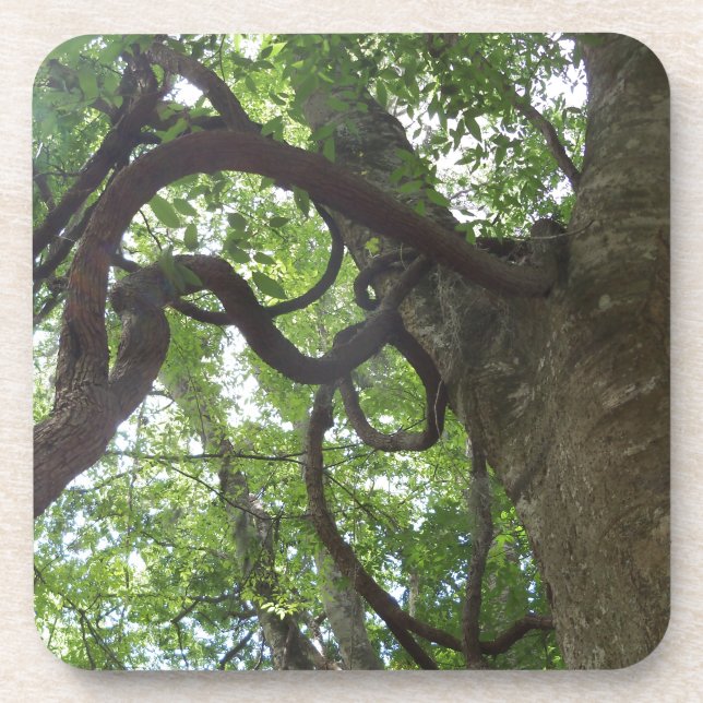 tangled old grapevines in tree coaster (Front)