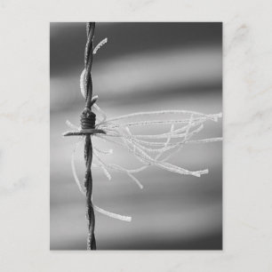 Tangled Threads - Barb Wire Still Life Photograph Postcard