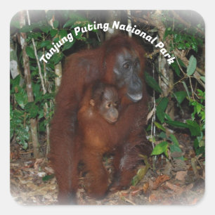 Tanjung Puting National Park Square Sticker