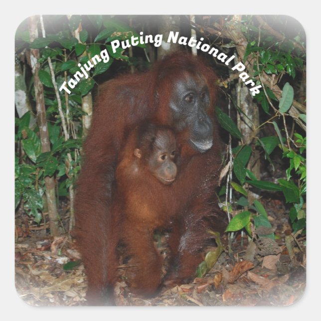 Tanjung Puting National Park Square Sticker (Front)