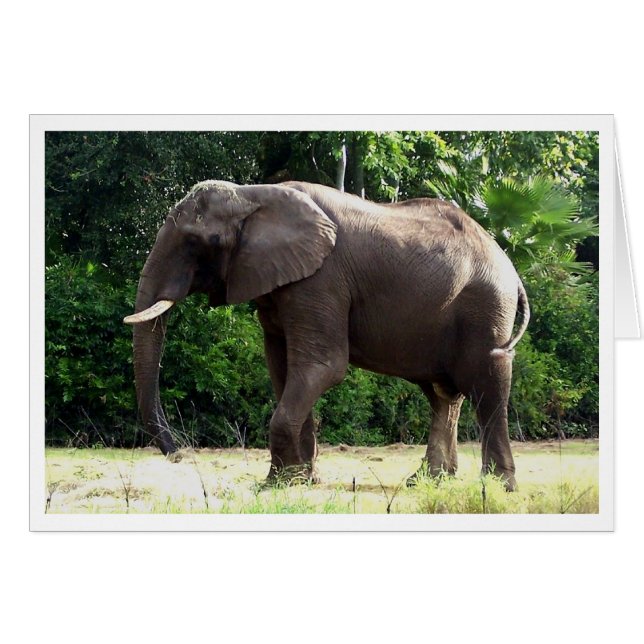 Tantor (Front Horizontal)