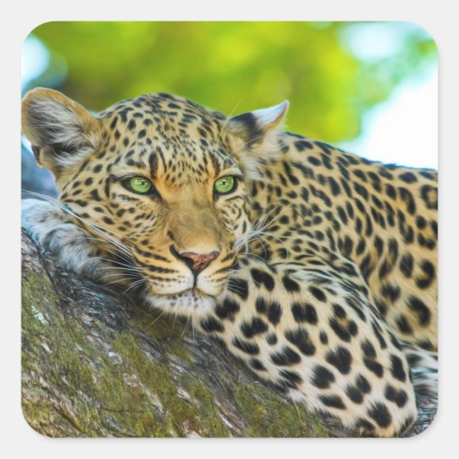 Tanzania Leopard Stickers (Front)