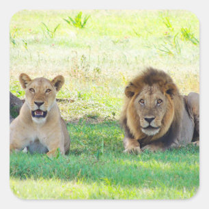 Tanzania Lions Safari on Display Stickers