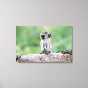 Tanzania, Ngorogoro Crater. Close-up of wild Canvas Print