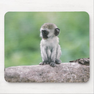 Tanzania, Ngorogoro Crater. Close-up of wild Mouse Mat