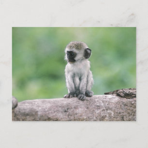 Tanzania, Ngorogoro Crater. Close-up of wild Postcard